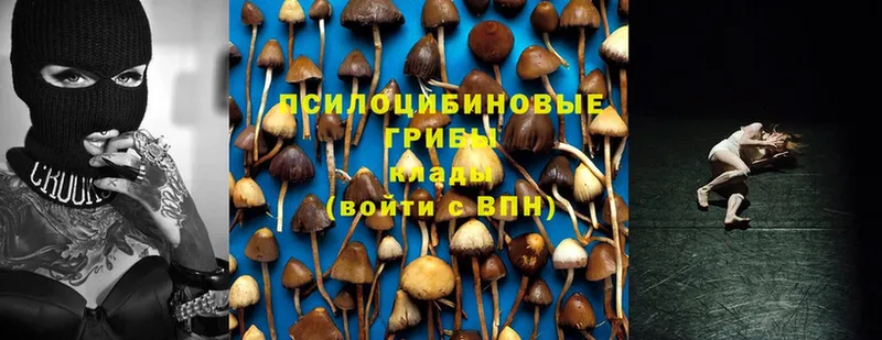 Галлюциногенные грибы Psilocybine cubensis  Донецк 